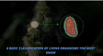 6 Basic Classification of Living Organisms You must know