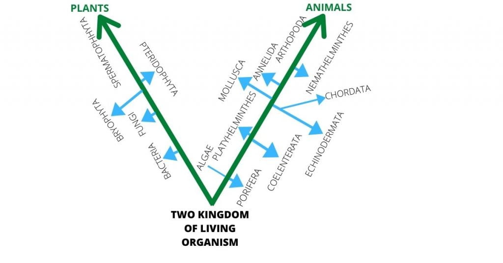 6 Basic Classification of Living Organisms You must know - sciencendtech