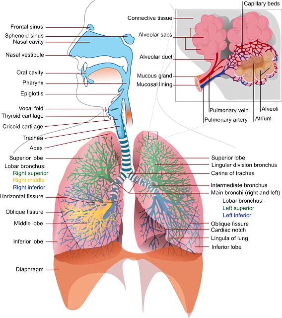 ANATOMY