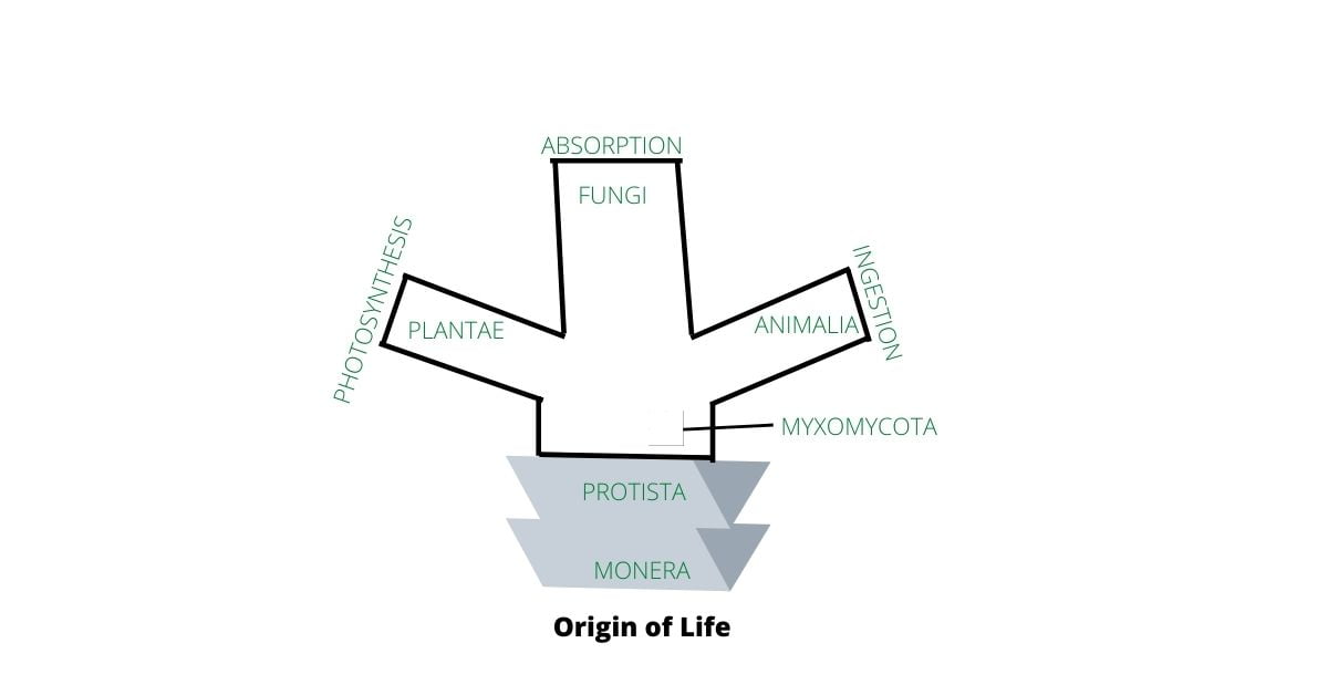 five kingdom classificaton of living organisms