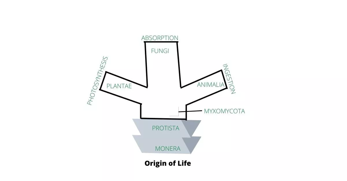 five kingdom classificaton of living organisms