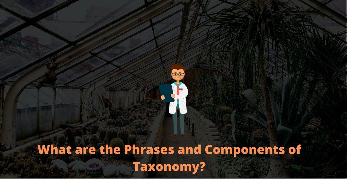 Phrases and Components of Taxonomy