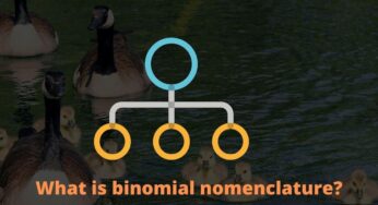 What is binomial nomenclature?