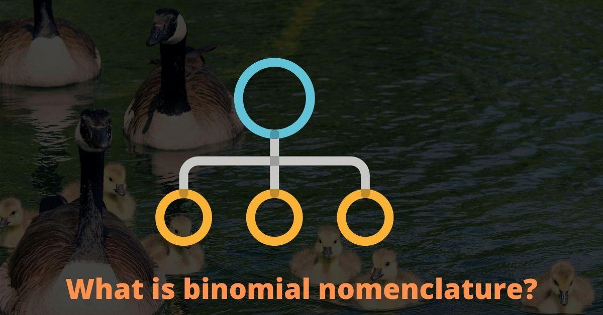 binomial nomenclature