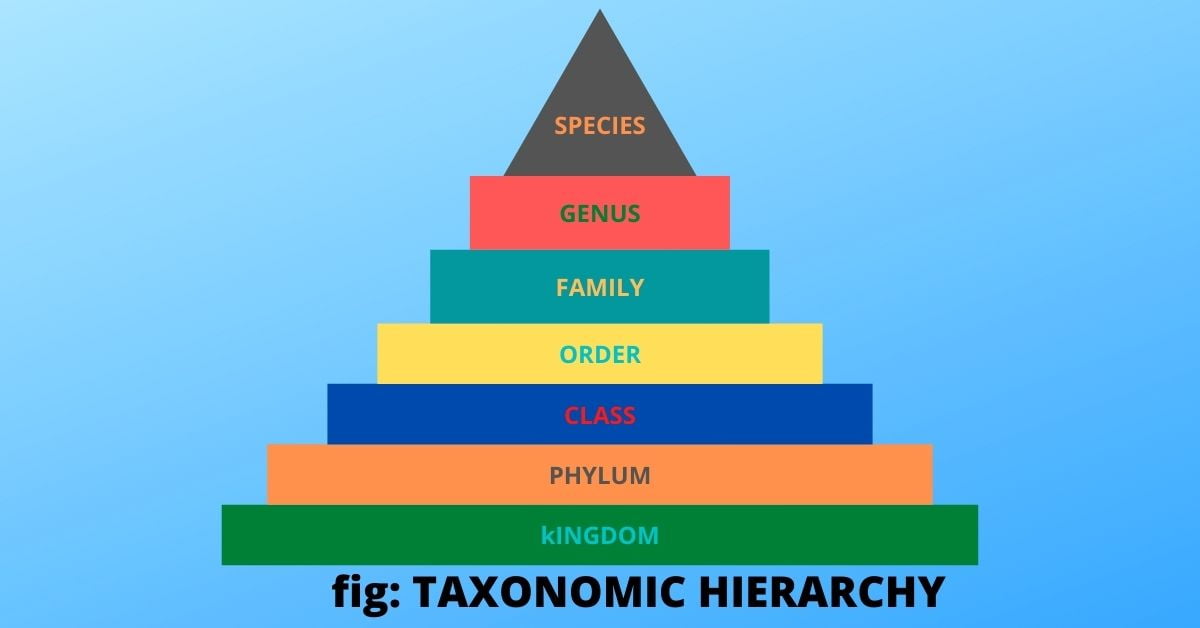 taxonomic hierarchy