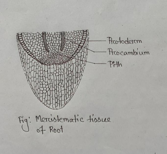 meristematic tissue of root
