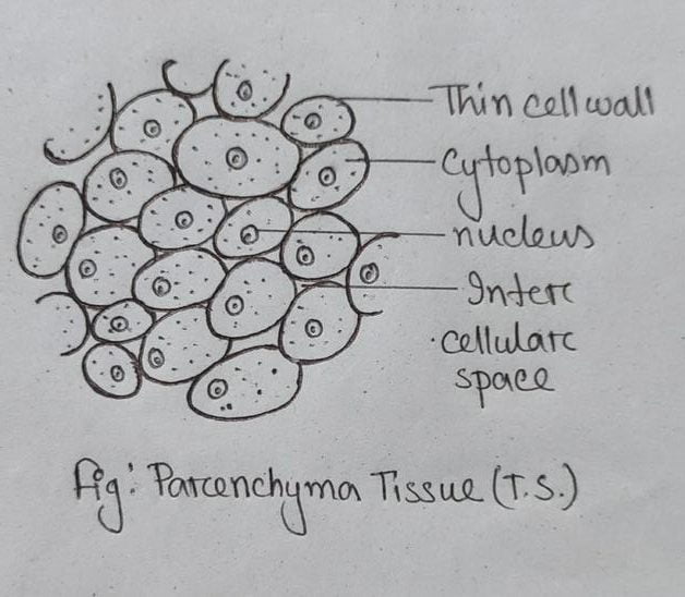parenchyma tissue in T.S.