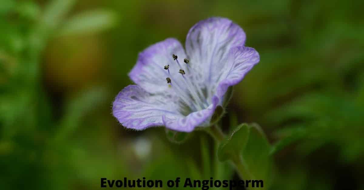 Evolution of Angiosperm