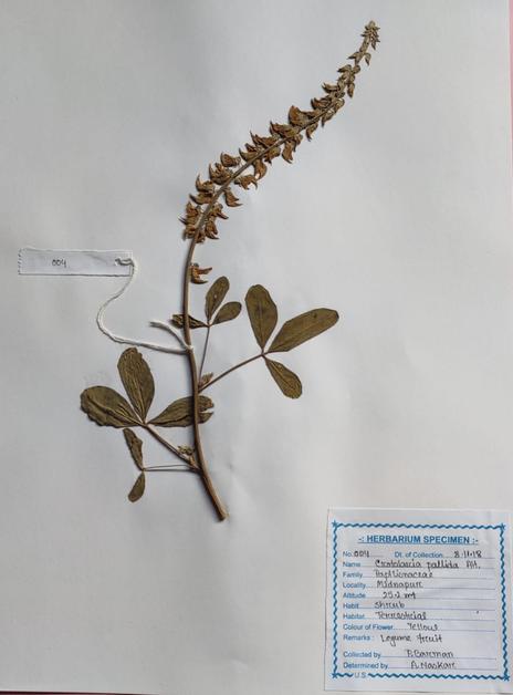 single herbarium sheet with label