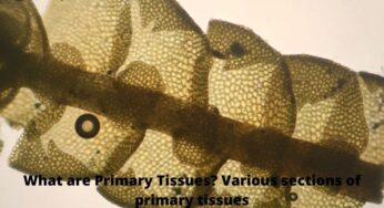 What are Primary Tissues? Various sections of primary tissues