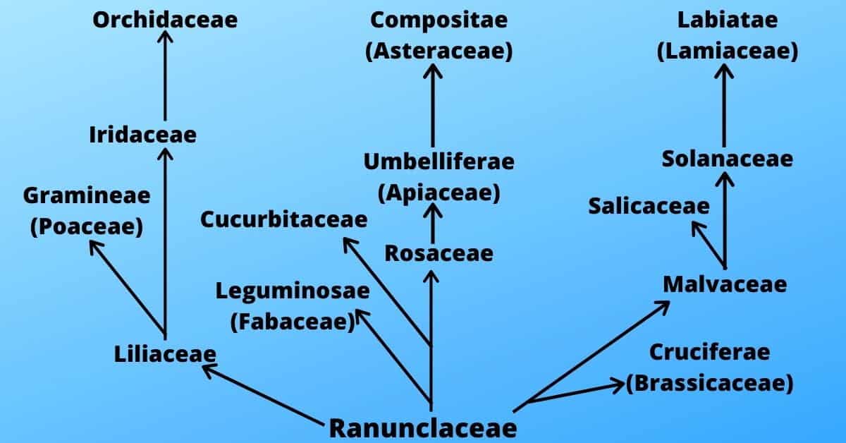 evolution of angiosperm