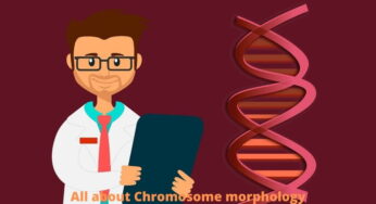 All about Chromosome morphology