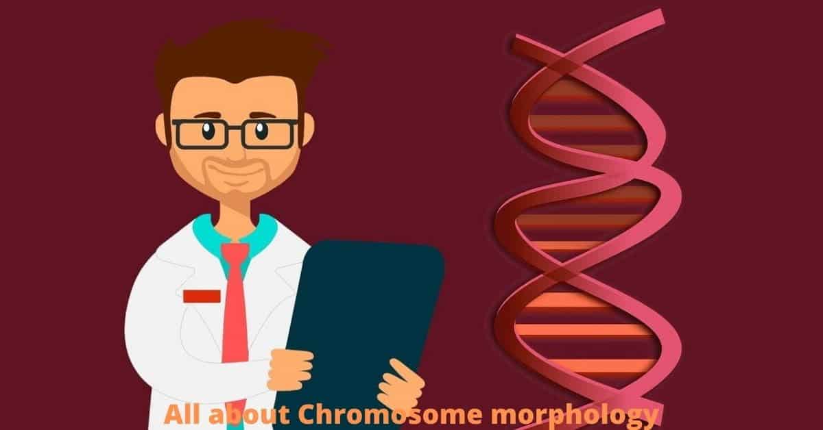 Chromosome morphology