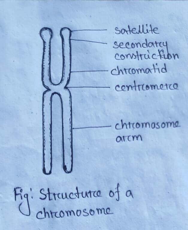 chromosome morphology