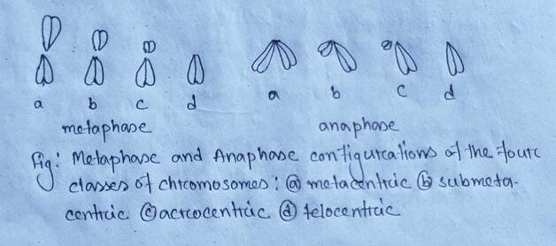 metaphase and anaphase