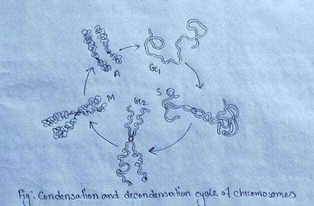 condensation and decondensation cycle of chromosome