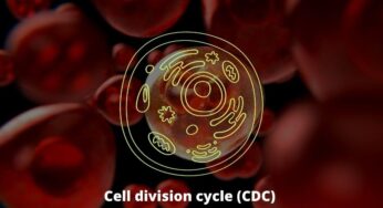 Cell division cycle (CDC) 