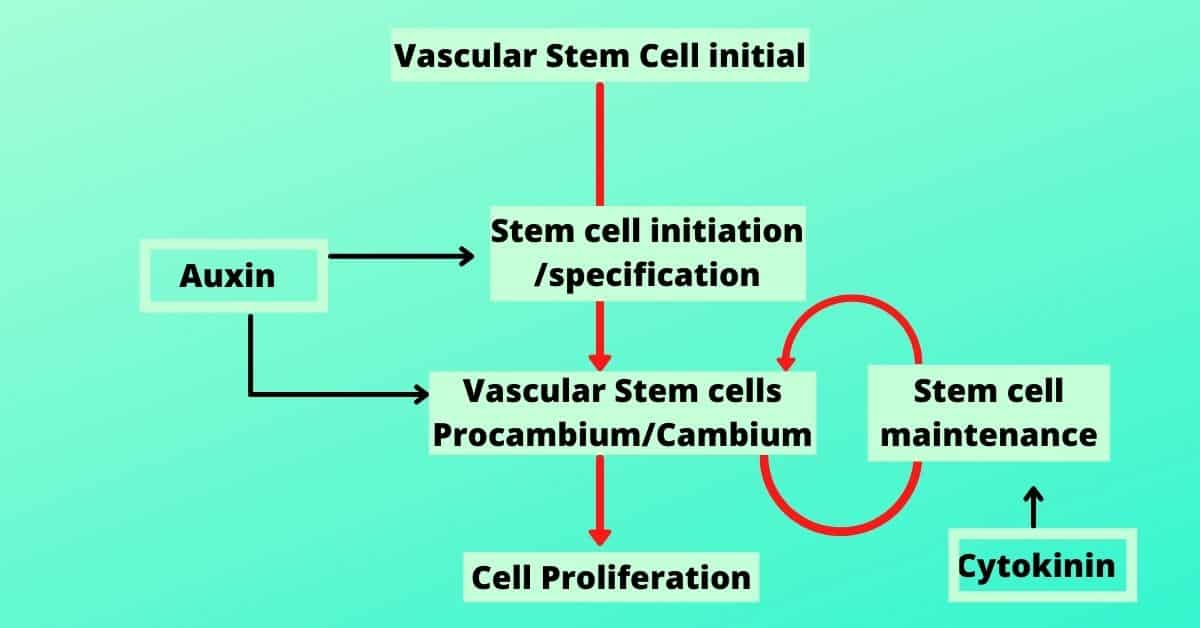 Differentiation of vascular tissues 1