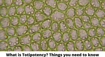 What is Totipotency? Things you need to know