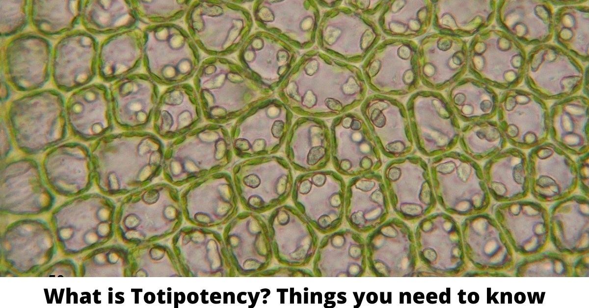 What is Totipotency? Things you need to know