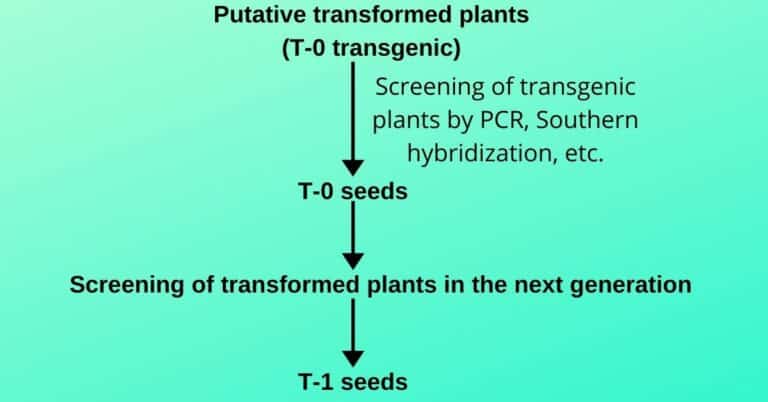 What are the Transgenic Plants? - sciencendtech