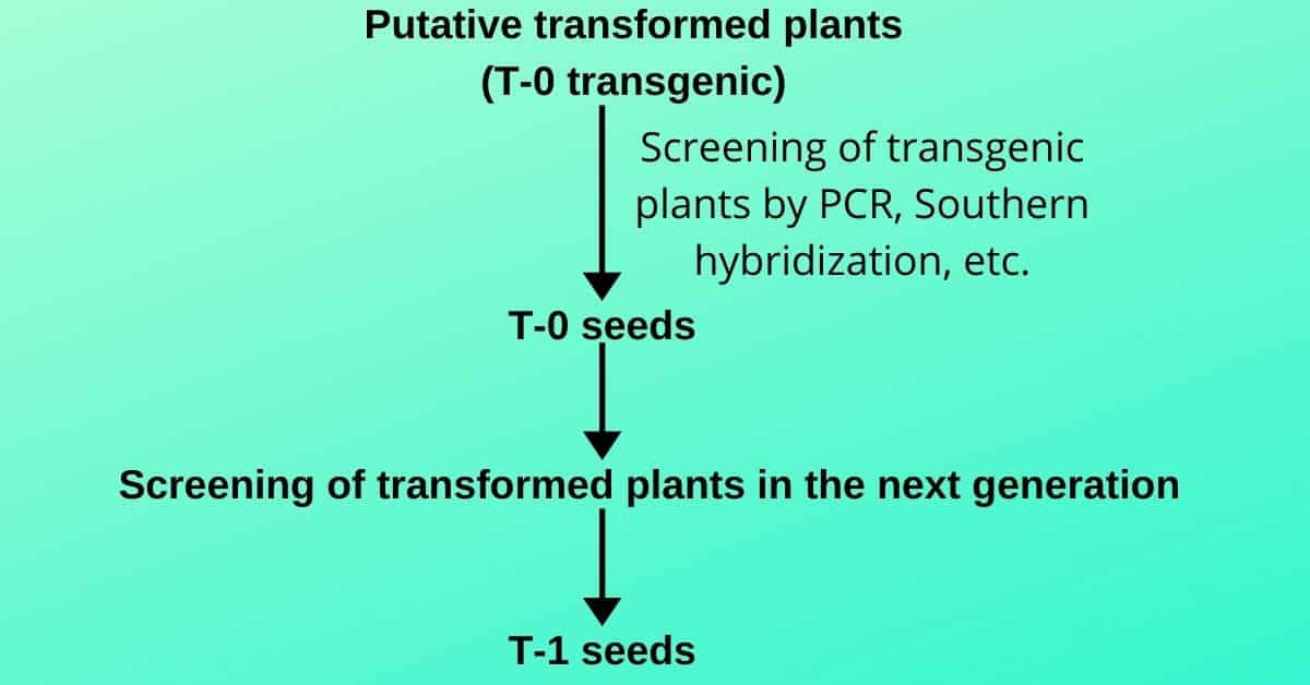 A generalized scheme for production of transgenic plants through direct gene (DNA) transfer methods