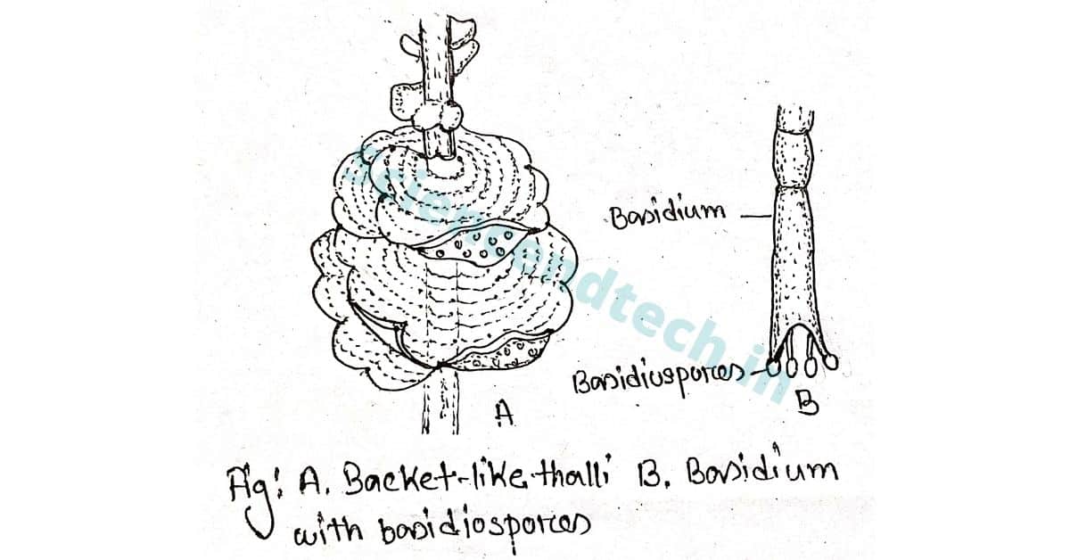 Backet like thali and Basidium with basidiospores