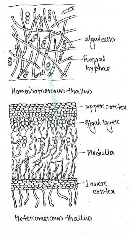 Homoisomerous thallus and Heteromerous thallus