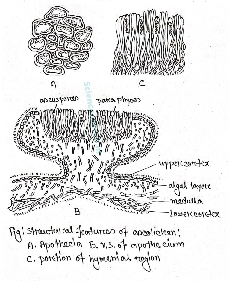 Lichens - Sciencendtech