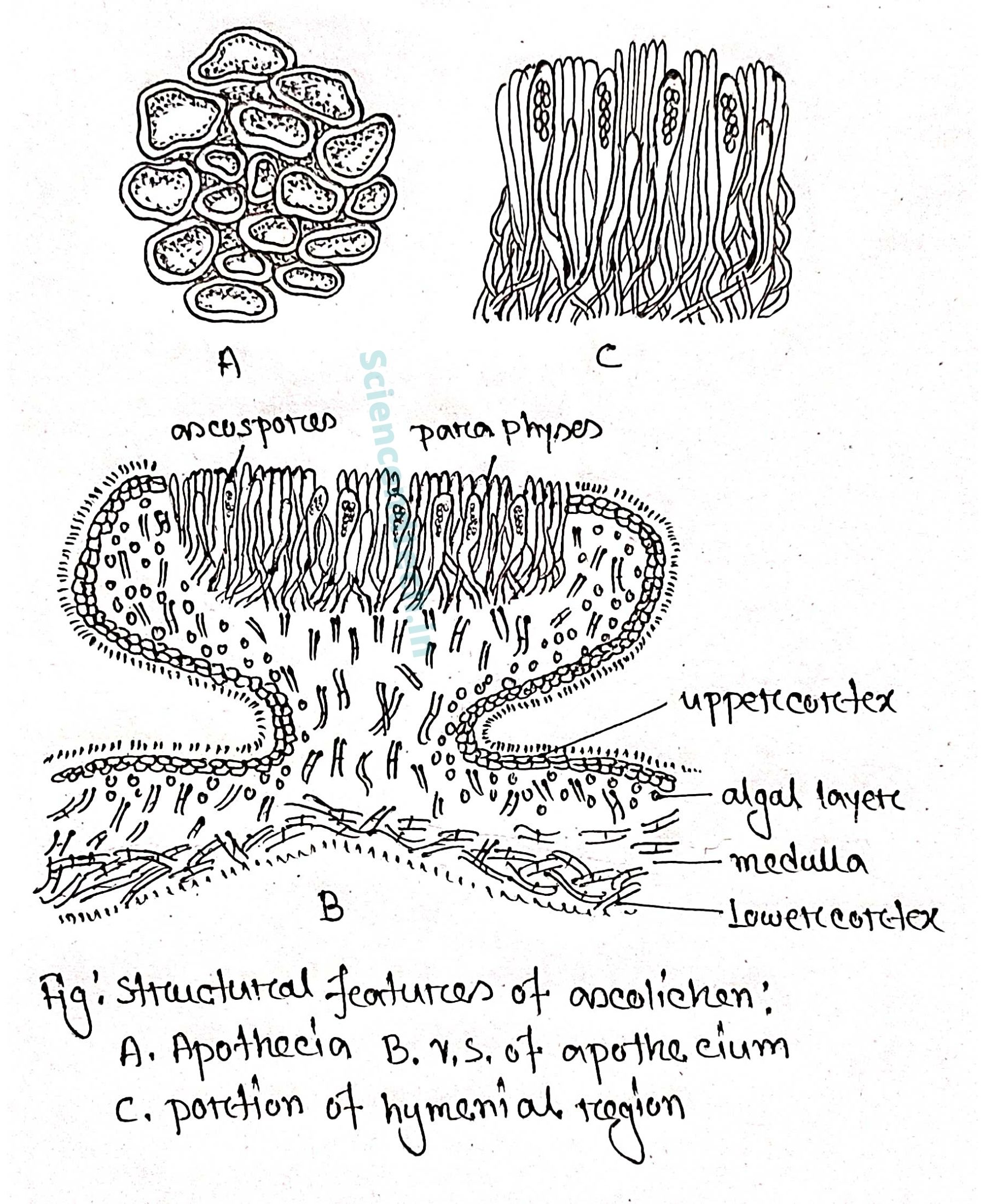 Structure features of ascolichen, Apothecia B.V.S apothecium and Portion of hymenial region