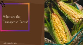 What are the Transgenic Plants?