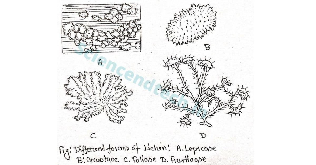 fruticose lichen diagram