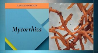 Mycorrhiza