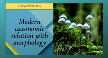 Modern taxonomic relation with morphology